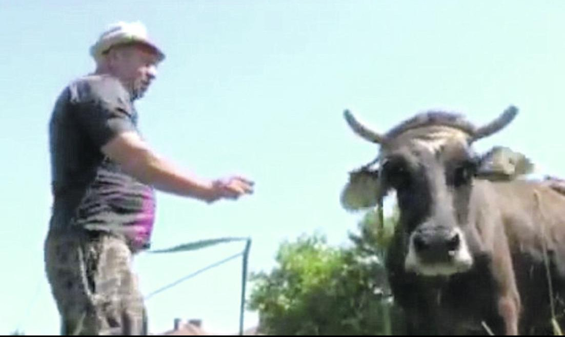 HIT PRIČA! POTPUNO BESMISLENA PRAVILA EU: Bugari bi da ubiju kravu jer je zalutala u Srbiju